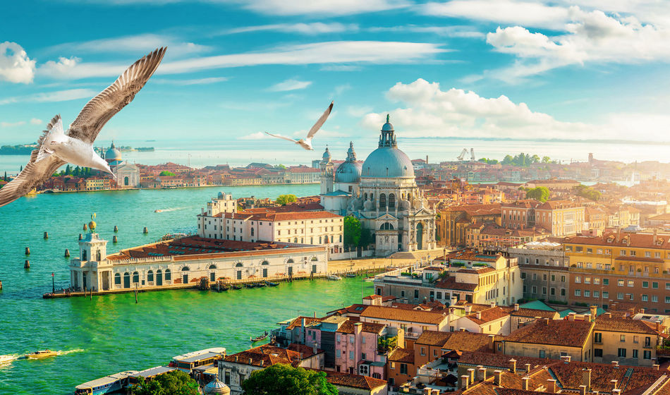 birds, seagulls, Venice, Venezia, Italy