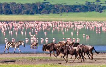 Animals at a watering hole in the Ngorongoro Crater, Tanzania.