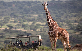 African Travel, Inc., giraffe, safari tours