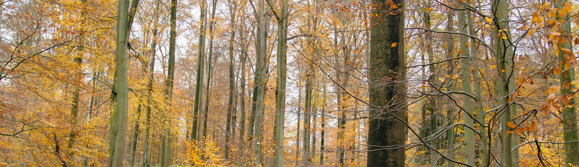 Belgium, autumn forest, European forest, forest in Europe, Sonian Forest