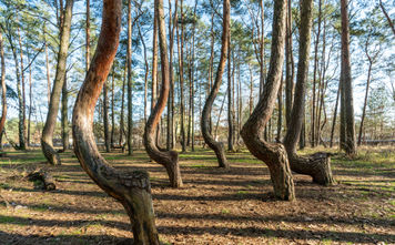 forests in Europe, forests in Poland, Polish forests, European forests, crooked forest