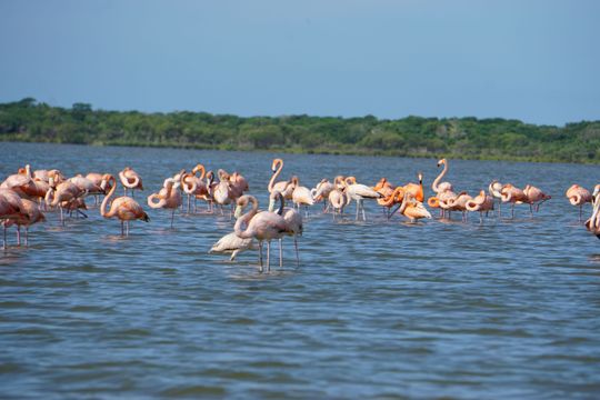 Santuario de Fauna y Flora Los Flamencos