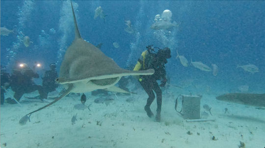 Neal Watson's Bimini Scuba Center