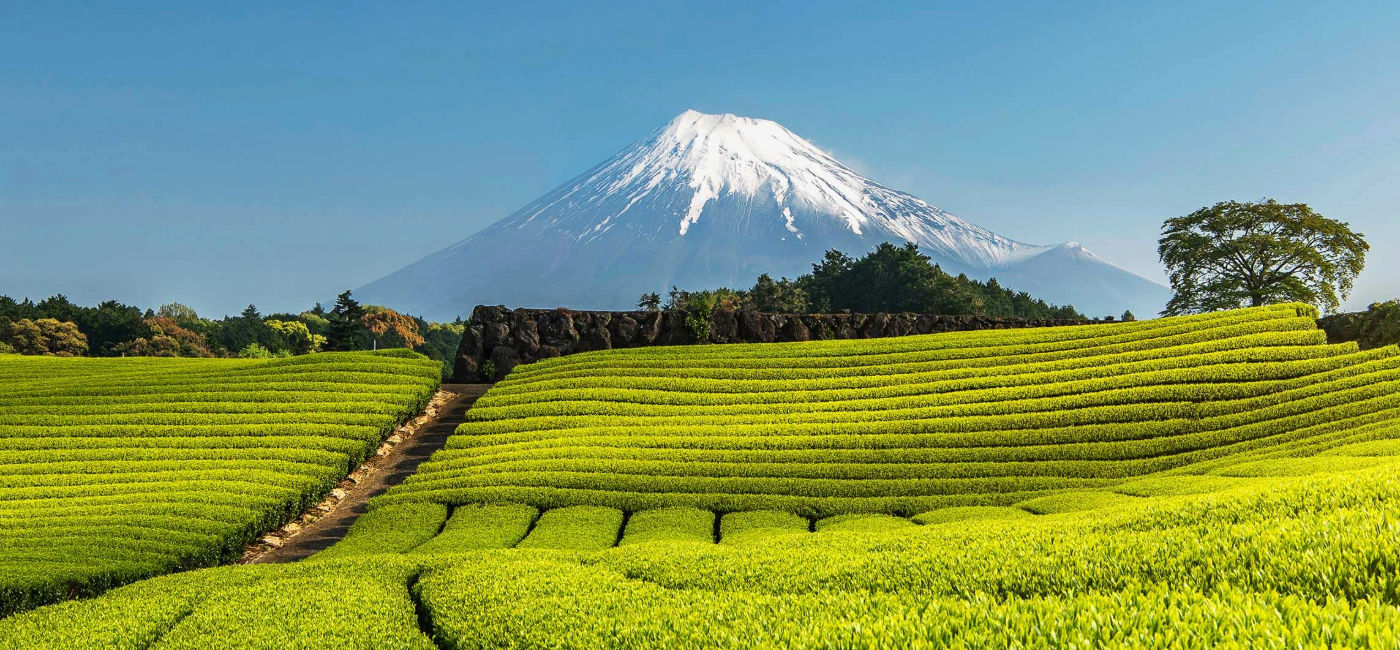 Image: A green tea farm in Japan's Shizuoka Prefecture. (Photo Credit: Avanti Destinations)