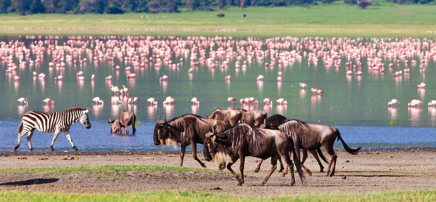 Image: Animals at a watering hole in the Ngorongoro Crater, Tanzania.