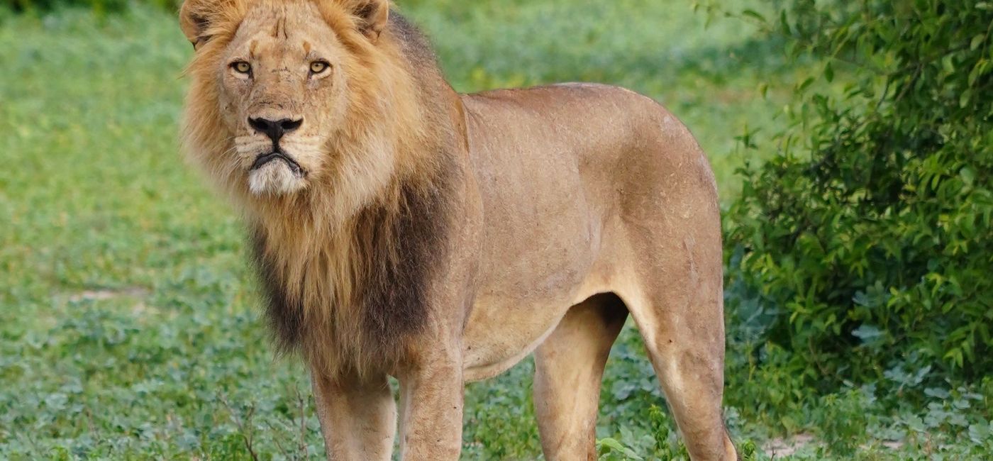 Image: Lion on an African safari. (photo by Jessica Kelly)