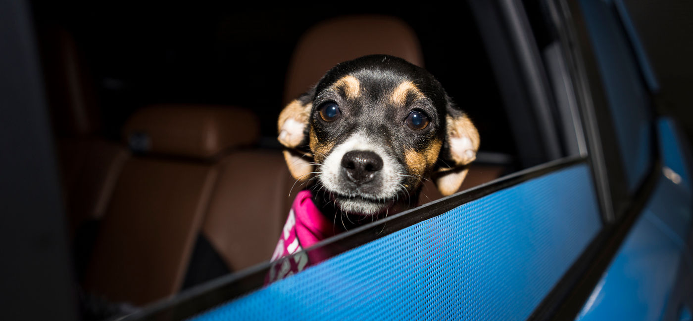 Image: Lyft- Puppy Bowl (Photo Credit: Lyft)