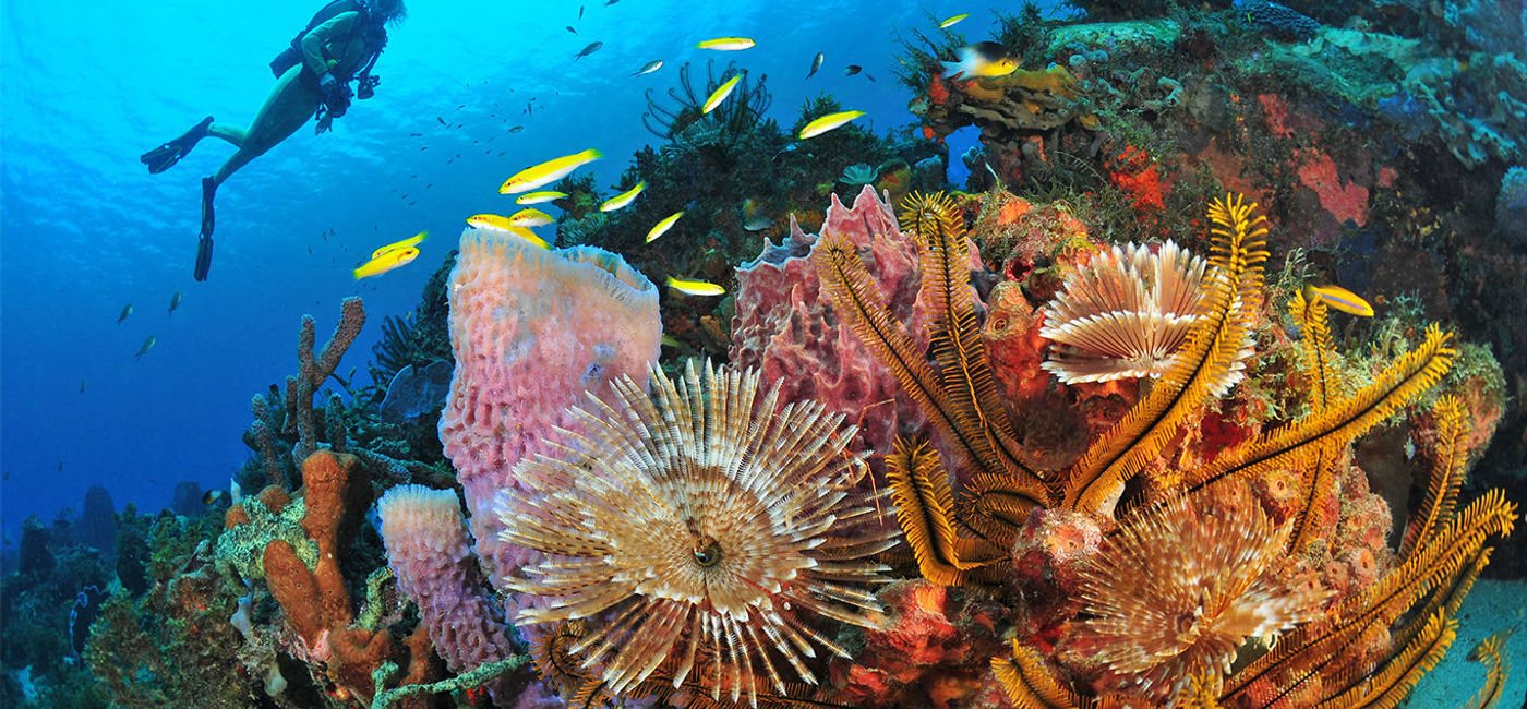 Image: Martinique Diving © R.Pakiela (Photo Credit: Martinique Diving © R.Pakiela)