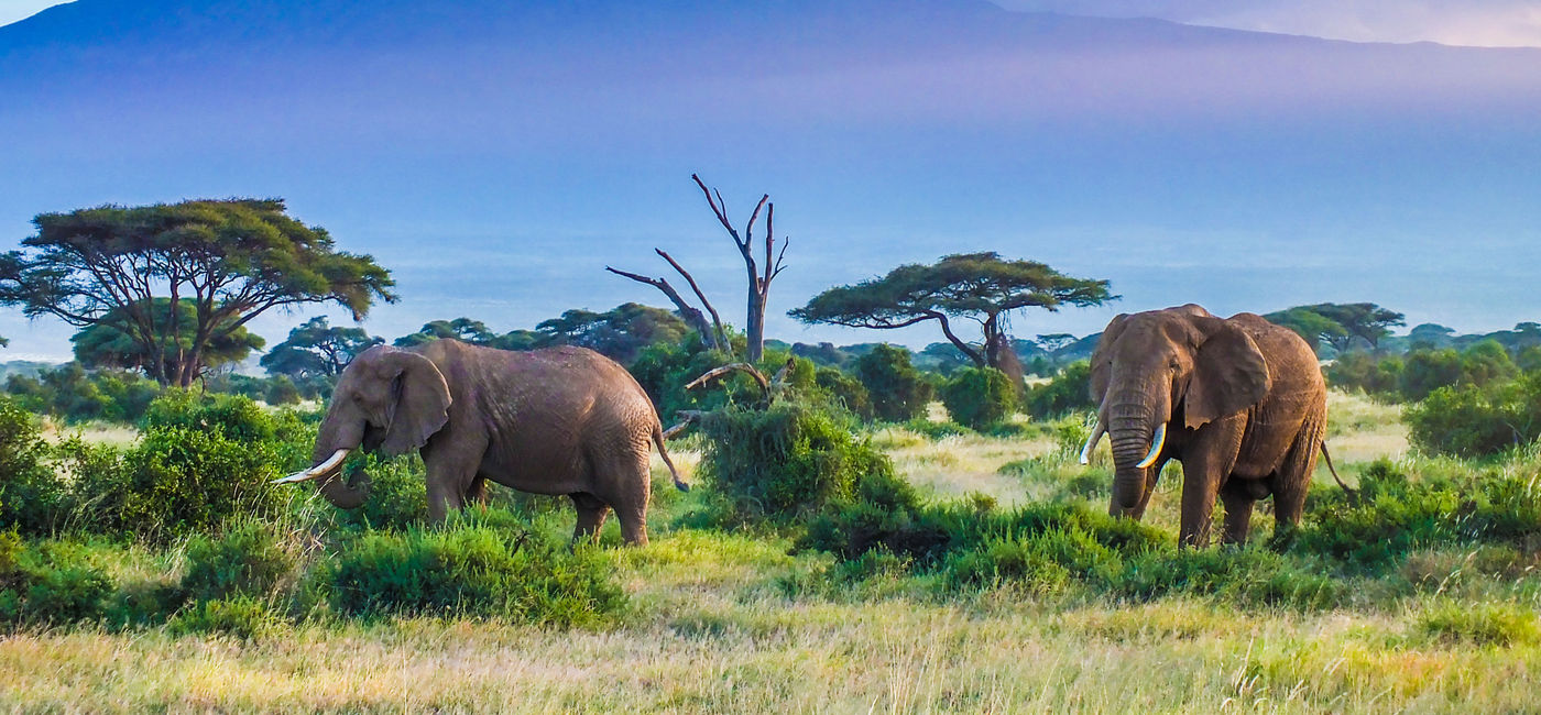 Image: Two Elephants and Kilimanjaro mountain (photo via squashedbox/iStock/Getty Images Plus)