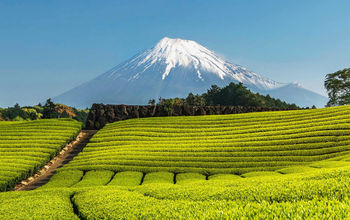 Avanti Destinations, green tea farm, shizuoka, mount fuji