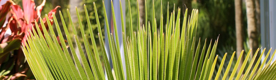 Palm tree, macro, Miami Beach Botanical garden