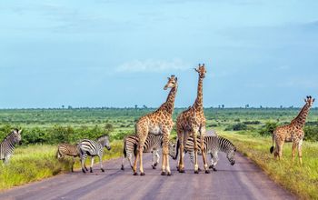 13-day Cape, Kruger & Victoria Falls Premium Small Group Tour