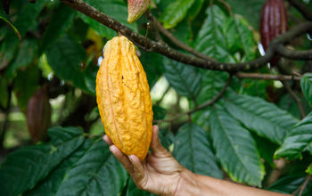 Natural cocoa in the Dominican Republic. 