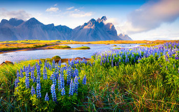 Blooming lupine flowers on the Stokksnes headland, Iceland.