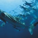 Whale Sharks